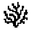 CORAL logo